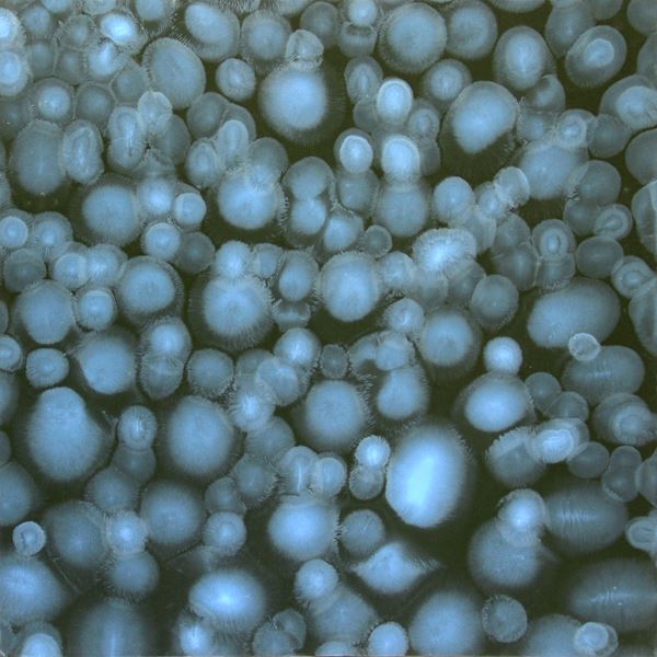 Matteo MONTANI - Corpo